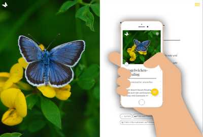 Schmetterlinge im Luchsbachtal